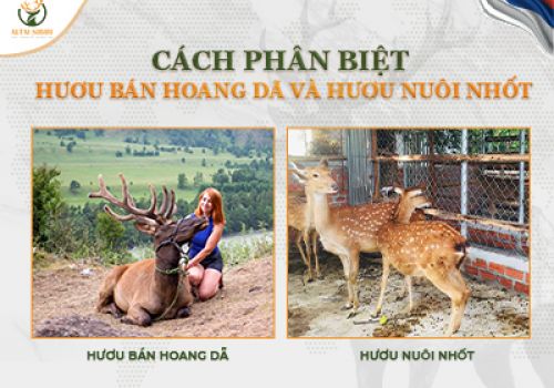 📍 Cách phân biệt nhung hươu bán hoang dã và hươu nuôi nhốt