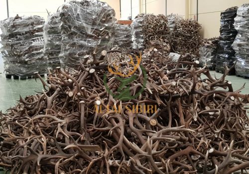 Gạc Hươu đỏ (Cervus elaphus) Châu Âu