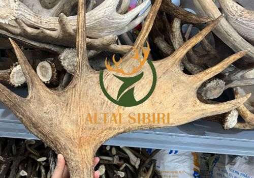 Gạc Nai Sừng Tấm 